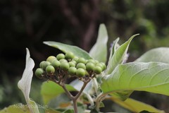 Solanum mauritianum